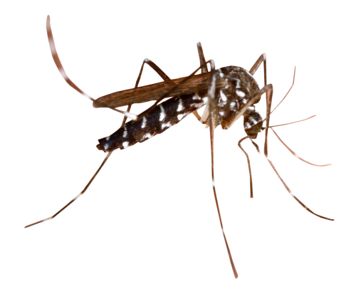 Dedetização de mosquito da dengue na Freguesia do Ó