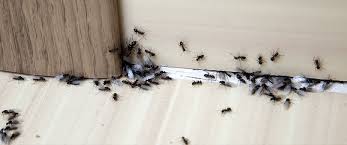 Dedetização de formiga no Morumbi