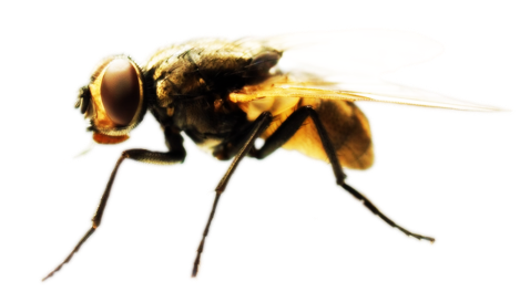 Dedetização de mosca no Jaguaré